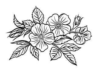 Blossoming wild rose vignette, black and white outline vector illustration, decor for frames, invitations, postcards, etc.