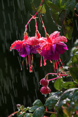 Wall Mural - the blossoms of a hanging fuchsia plant. summer rain in windsor in upstate ny. plant hanging on our 