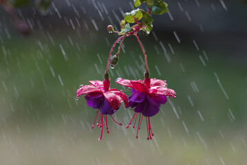 Wall Mural - the blossoms of a hanging fuchsia plant. summer rain in windsor in upstate ny. plant hanging on our 