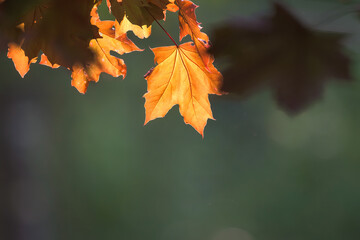 Wall Mural - as summer comes closer to the end, the tell-tale sign is the changing colors of the leaves. leaves a