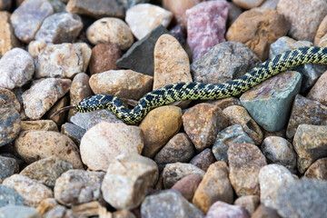 snake on the rocks