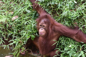 Wall Mural - Baby orangutan playing near a riverbank