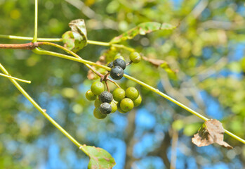 Poster - Berries of cork tree