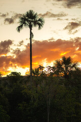 Canvas Print - sunset in the palm