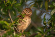 What do you want?
Burrowing owl owlet