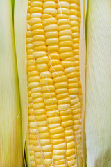 Wall Mural - Yellow Sweet corn ears background , Closeup Yellow Corn, sweet corn, healthy organic food, bio nutrition