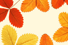 Autumn Minimal Frame With Autumn Strawberry Leaves With Natural Texture On Beige Fon, Copyspace. Fall Colored Aesthetic Background With Close Up Leaves, Seasonal Colorful Autumnal Foliage