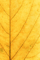 macro photo of autumn yellow elm leaf with natural texture as natural background. fall aesthetic bac