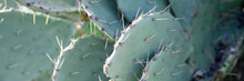 Plant Green Cactus With Sharp Thorns Closeup
