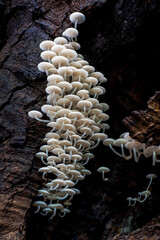 Wall Mural - Wild forrest mushroom in the woods of Thailand