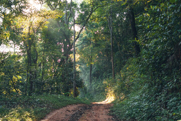 Poster - Morning tree and sun light in forest