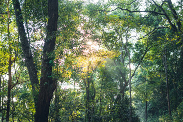 Poster - Morning tree and sun light in forest