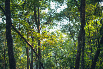 Poster - Morning tree and sun light in forest