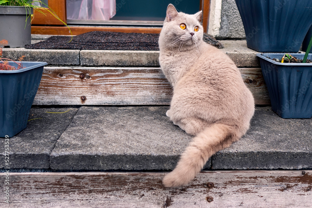 Cute British short hair cat with light brown fur sitting on a back yard porch. Calm and relaxed posed of the model with brown eyes. Chubby pet of the house.