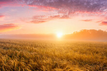 Sunrise In An Agricultural Field With Fog And Golden Rye Covered With Dew On An Early Summer Morning.