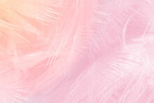 Beautiful Light Pink Feather Pattern Texture Backgroun
