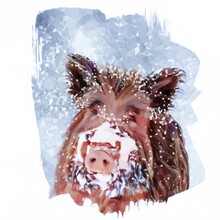 Wild boar in snow. Wild boar has snowflakes in its fur.  The nose is full of snow from digging on the ground.  Vector in low poly style.