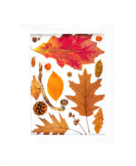 Wall Mural - autumn composition of dry leaves in a white picture frame isolated on an white background top view