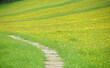 Path through flower meadow near Askrigg in Wensleydale