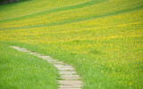 Fototapeta Big Ben - Path through flower meadow near Askrigg in Wensleydale