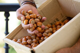Fototapeta Mapy - picking hazelnuts and putting them in a cardboard box