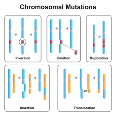 Scientific Designing of Chromosomal Mutations Types. Inversion, Deletion, Duplication, Insertion and Translocation. Colorful Symbols. Vector Illustration.