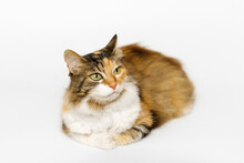 Tri-color Long Fur Calico Cat Is Lying, Looking To The Side, On Light Gray Background.