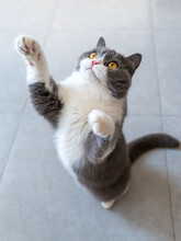 British Shorthair Cat Standing Up
