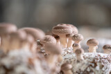 Fototapeta  - Shiitake Mushrooms on mycelium block. Traditional chinese medicine fungi.