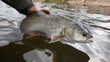 Asp fish in the angler's hand. Backdrop of a wild river. Catch and release
