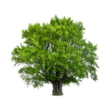 Green Tree Isolated On White Background. Large Old Beech Tree With Lush Green Leaves