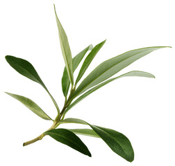 fresh olive branch leaves