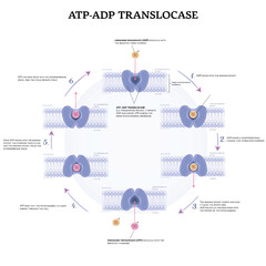 Wall Mural - ATP-ADP translocase is a transporter protein. It imports ADP and export ATP across the inner mitochondrial membrane. Detailed diagram demonstrating this process step by step. 