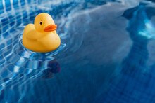Toy Duck Floating In Swimming Pool