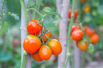 Wall Mural - Red oval tomatoes ripen in a bunch on the stem of a tomato bush