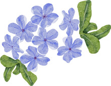 Watercolor Beautiful White Rose And Blue Plumbago Auriculata Plant Flower Bouquet Clipart