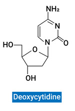 Deoxycytidine Is A Deoxyribonucleoside, A Component Of Deoxyribonucleic Acid.