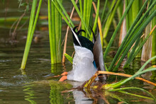 Mallard Duck Butt Up Looking For Food Underwater