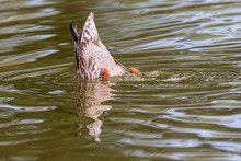 Mallard Duck Butt Up Looking For Food Underwater