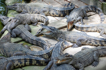 A farm for breeding crocodiles for slaughter for meat somewhere in Thailand where you can also try meat