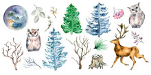 Set Of Deer, Owl And Fir Trees Watercolor Illustration Isolated On White Background.