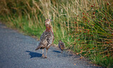 Fototapeta Dmuchawce - Female pheasant and chick next to the road