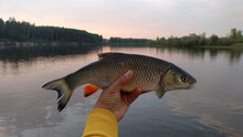 Chub In The Fisherman's Hand Against The Background Of The River And Sunset