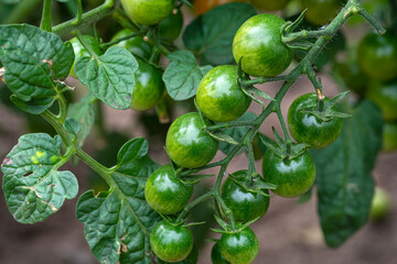 Wall Mural - A branch with green, ripening cherry tomatoes. Vegetables grown in our own garden. High quality photo