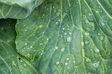 Wall Mural - water drops on wide green leaves close-up. dew