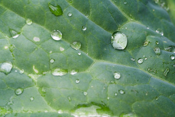 Wall Mural - water drops on wide green leaves close-up. dew