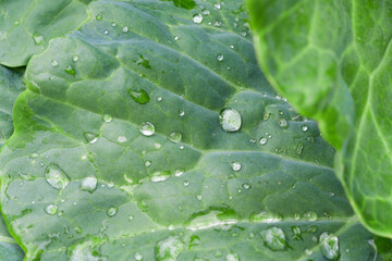 Wall Mural - water drops on wide green leaves close-up. dew