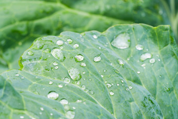 Wall Mural - water drops on wide green leaves close-up. dew