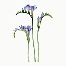 Watercolor Bouquet Of Purple Flowers