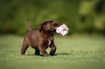 Poster - happy labrador puppy running and playing with flower outdoors